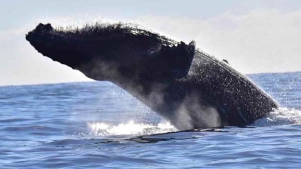 Ballenas 2024-2025: estos son los mejores destinos para ver a esta hermosa especie marina