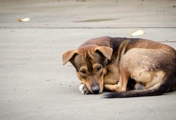 Disparos al aire: cómo calmar a tu mascota ante fuertes estruendos en Año Nuevo