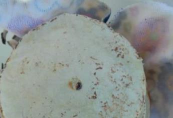 ¡Buenas noticias! Tortilleros del sur de Sinaloa aseguran que en el 2024 no subirá el precio de la tortilla