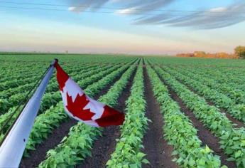Empresa canadiense ofrece trabajo agrícola con salario de 12 mil 800 pesos semanales