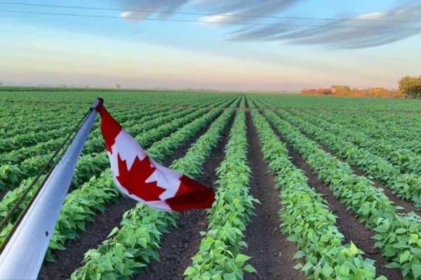¿Quieres trabajar en Canadá? hay vacantes para sinaloenses técnicos, profesionistas y jornaleros