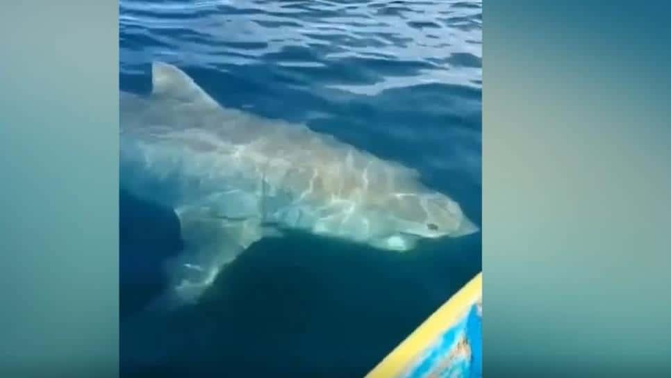 Así fue el ataque del gran tiburón blanco a pescadores en el sur de Sonora