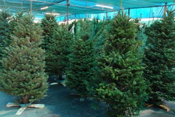 Mazatlán: Dónde y cómo reciclar tu árbol de Navidad después de las fiestas