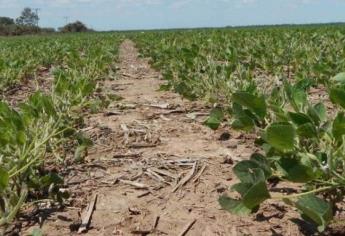 El Carrizo registra frío de 3.8°C; productores no reportan daños por heladas