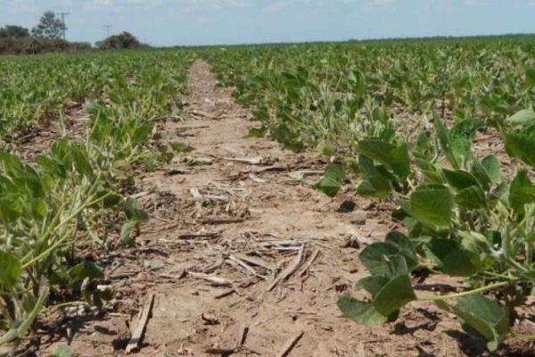 El Carrizo registra frío de 3.8°C; productores no reportan daños por heladas
