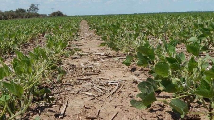 El Carrizo registra frío de 3.8°C; productores no reportan daños por heladas