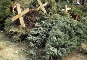 Ayuntamiento de Culiacán abre centros de acopio para residuos de árboles navideños