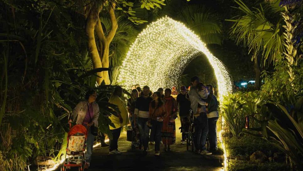 Última oportunidad para disfrutar el asombroso mundo de la Navidad en el Botánico