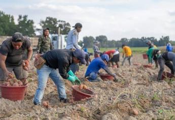 Se reduce en un 70 % el trabajo infantil en campos agrícolas del norte de Sinaloa