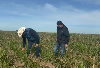 Suman mil 023 hectáreas con daños por heladas en el Valle del Carrizo