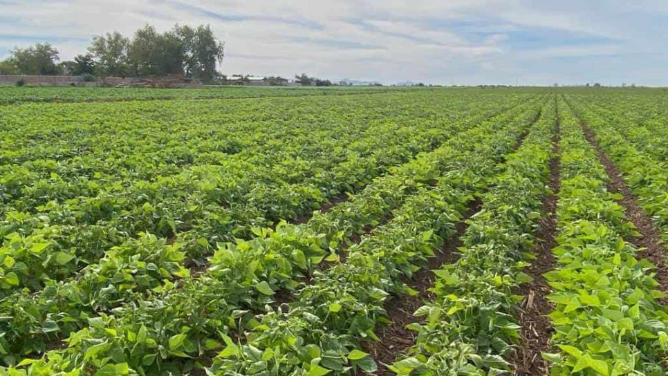 Suman mil 773 hectáreas con daños por heladas en norte de Sinaloa 