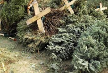 ¿Quitaste el árbol de Navidad y no sabes que hacer con el? Conoce los puntos de acopio