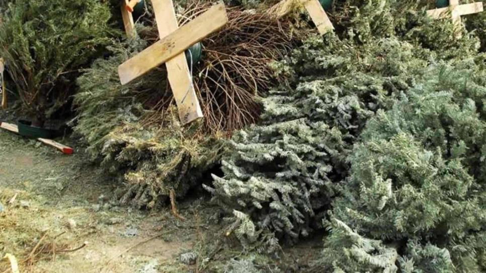 ¿Quitaste el árbol de Navidad y no sabes que hacer con el? Conoce los puntos de acopio