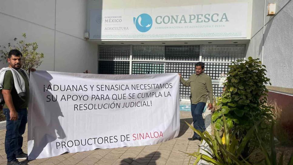 ¿Qué pasa con los productores de camarón en Sinaloa? Estas son sus exigencias