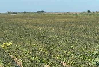 Alerta por lluvias en el norte de Sinaloa; pone en riesgo cosecha de frijol