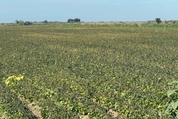 Alerta por lluvias en el norte de Sinaloa; pone en riesgo cosecha de frijol