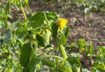 Heladas: a qué temperatura se originan y cuál es la más peligrosa