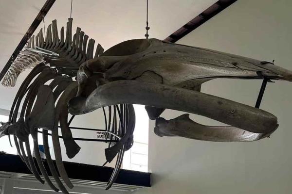 Revelan detalles de cómo sería el Museo Nacional de la Ballena en Mazatlán