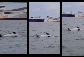 Delfines en Topolobampo protagonizan una triste y conmovedora escena | VIDEO