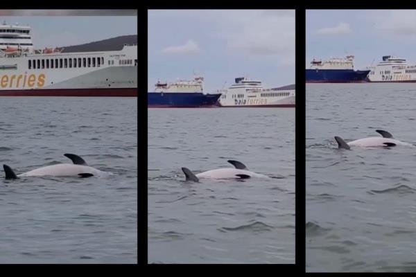 Delfines en Topolobampo protagonizan una triste y conmovedora escena | VIDEO