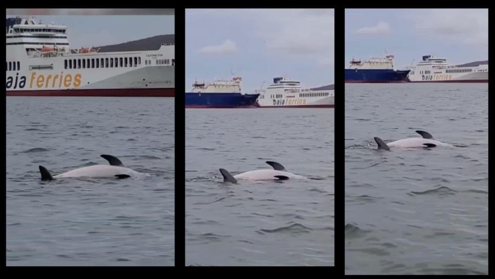 Delfines en Topolobampo protagonizan una triste y conmovedora escena | VIDEO