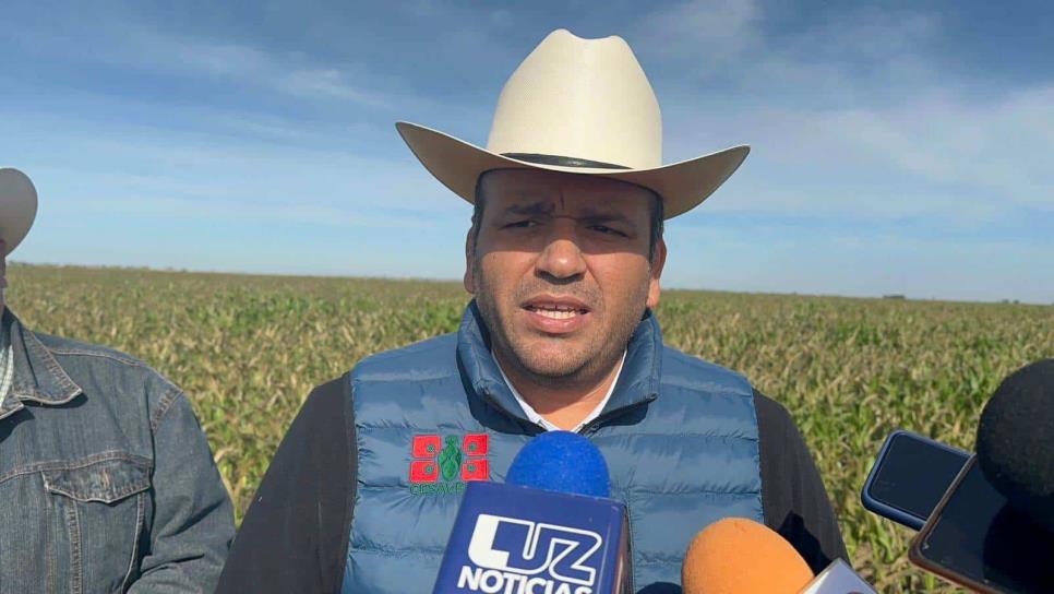 Alistan plan fitosanitario para el sur de Sinaloa