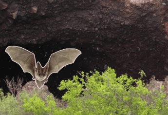 La Cueva de los Murciélagos en El Maviri: a qué hora salen y dónde ver este espectáculo natural | VIDEO