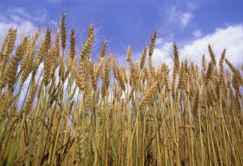 Inicia cosecha de trigo en Sinaloa sin precio en el mercado 