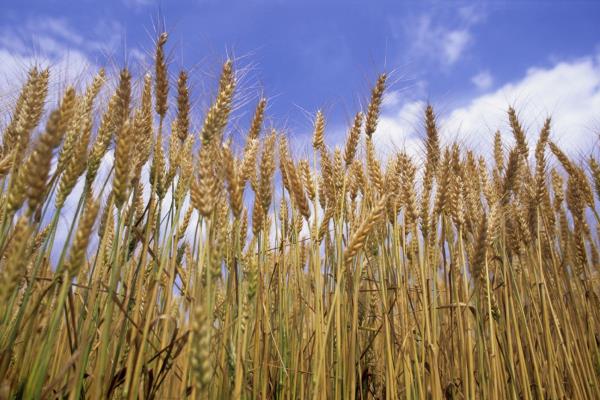 Inicia cosecha de trigo en Sinaloa sin precio en el mercado 