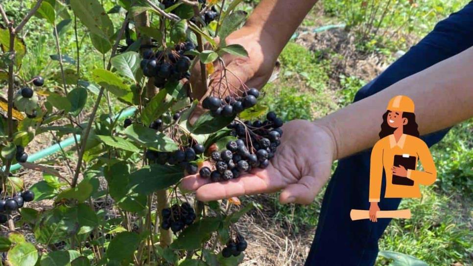 Obreros dejan «maquilas» de Los Mochis para ir al corte de arándano