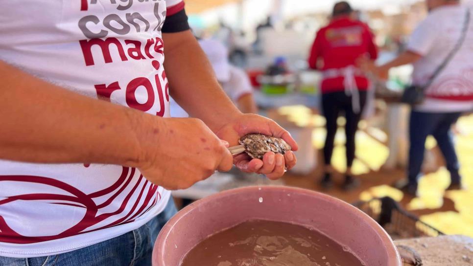 Inauguran con gran éxito la feria del ostión en Celestino Gasca, Elota Inauguran con gran éxito la feria del ostión en Celestino Gasca, Elota