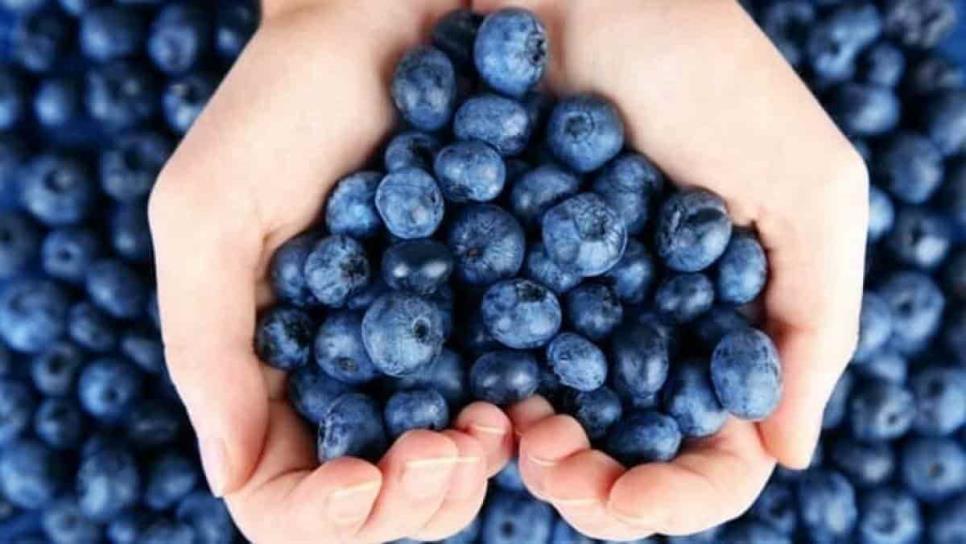 Corte de arándano: este es el sueldo diario que gana un recolector de este fruto