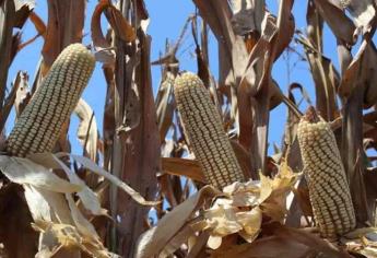 «Continúan gestiones por mejorar el precio del maíz»: Ramón Gallegos Araiza