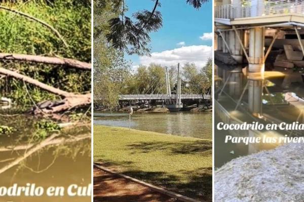 Cocodrilo en Culiacán; usuarios lo captan en parque Las Riberas | Video