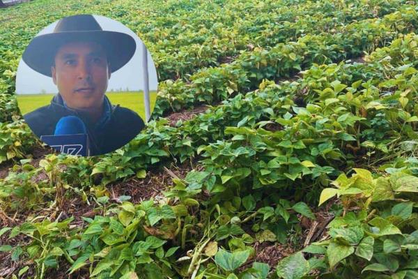 Frijol y sequía, ¿Cómo le fue a Sinaloa? 