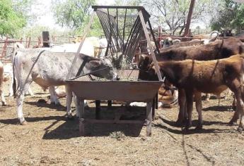 Acusan a grandes ganaderos de Sinaloa de bloquear barrido zoosanitario