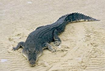 ¿Qué hacer si te encuentras con un cocodrilo en la playa o río?