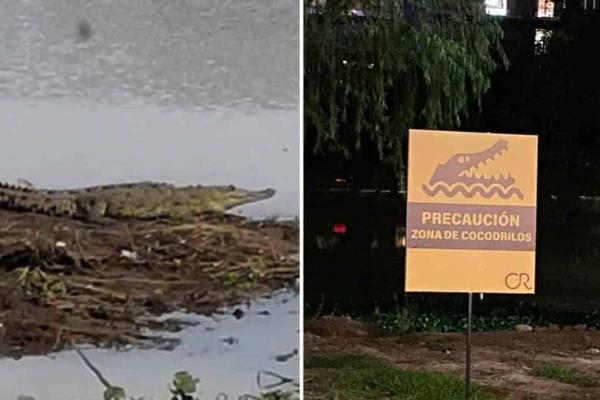 Culiacán zona de cocodrilos; autoridad llama a la precaución