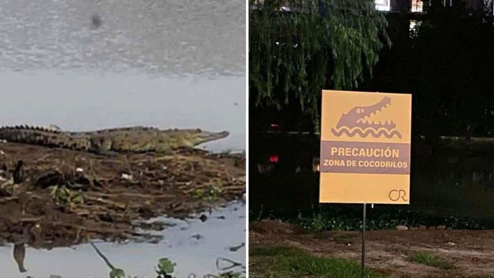 Culiacán zona de cocodrilos; autoridad llama a la precaución