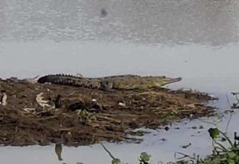 Protección Civil analiza la reubicación de cocodrilos detectados en parque Las Riberas