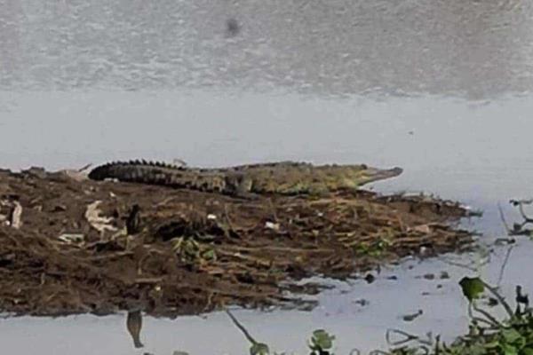 Protección Civil analiza la reubicación de cocodrilos detectados en parque Las Riberas