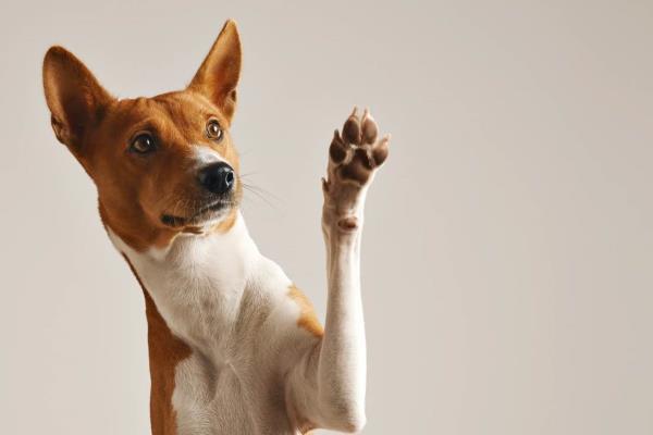 Tu perro puede olfatear estas enfermedades