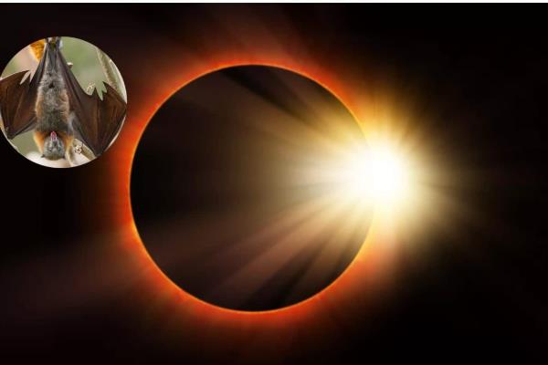 Eclipse Solar 2024: así afectará a los animales este fenómeno en Mazatlán
