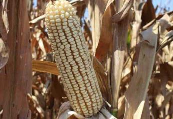 Gobierno de Sinaloa analiza comprar maíz del ciclo 2023-2024