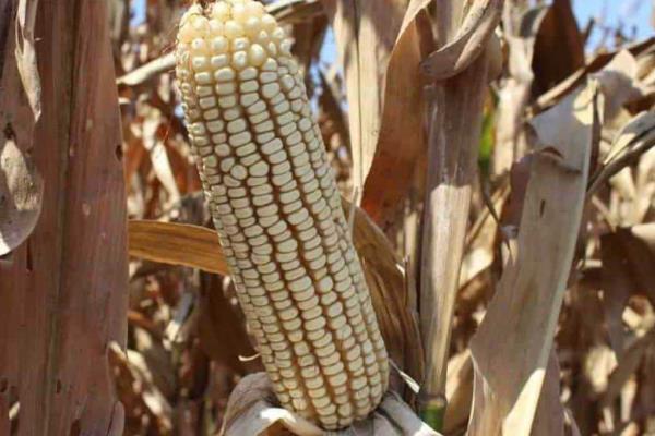 Gobierno de Sinaloa analiza comprar maíz del ciclo 2023-2024