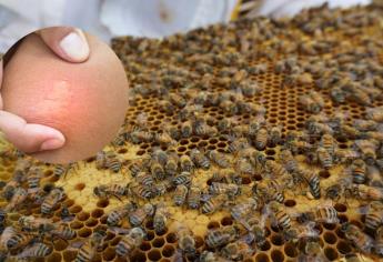 Ataque de abejas: qué hacer en caso de ser víctima de estos insectos