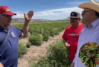 Así es el cultivo del chiltepin en Sinaloa; Lencho y el Mariskero no se lo pierden | VIDEO