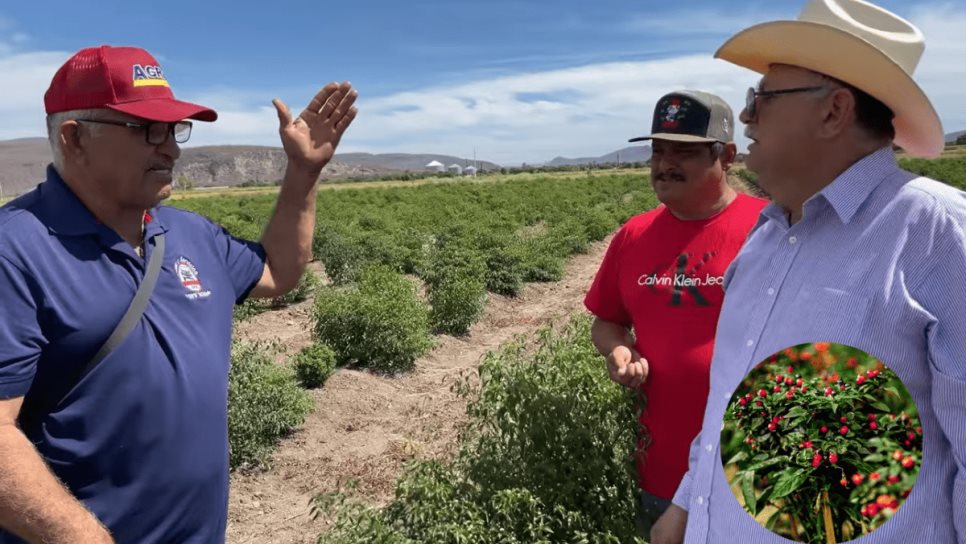 Así es el cultivo del chiltepin en Sinaloa; Lencho y el Mariskero no se lo pierden | VIDEO