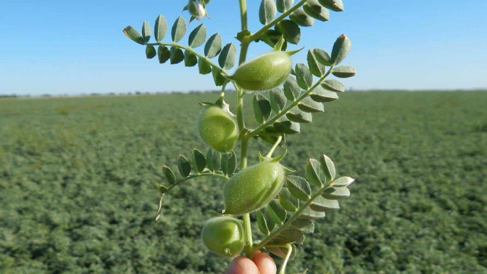 Productores de garbanzo no pueden exportar a Qatar