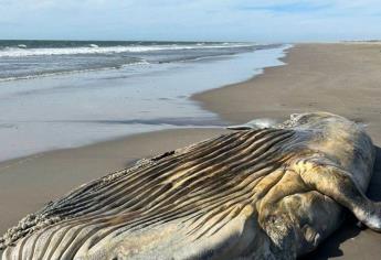 Encuentran una ballena muerta en las playas de El Tambor en Navolato